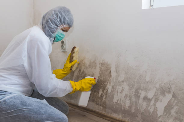 Best Basement Mold Removal  in West Pelzer, SC